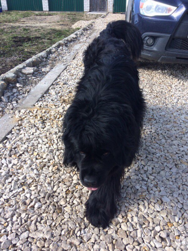 Фото: ньюфаундленд Арт Деко Особый Шик