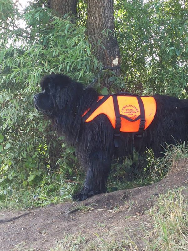 Фото: ньюфаундленд Ньюфорт Шум Прибоя