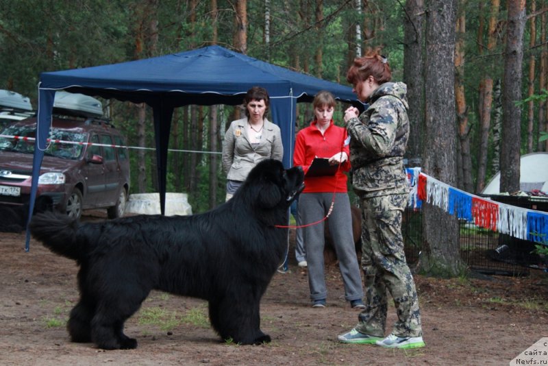 Фото: ньюфаундленд Ньюфорт Шон Волмари Триумф (Njufort Shawn Wallmar Triumph)
