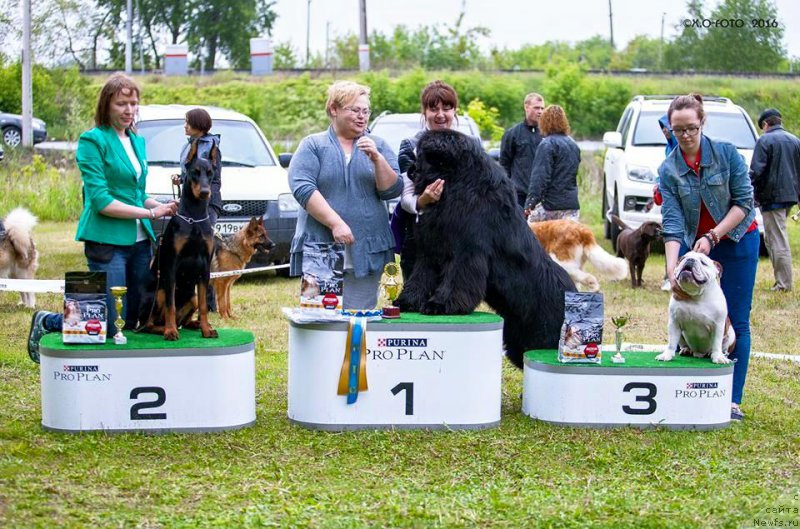 Фото: ньюфаундленд Ньюфорт Шон Волмари Триумф (Njufort Shawn Wallmar Triumph)