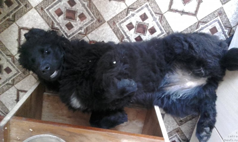 Фото: ньюфаундленд Арсэла Бьюти