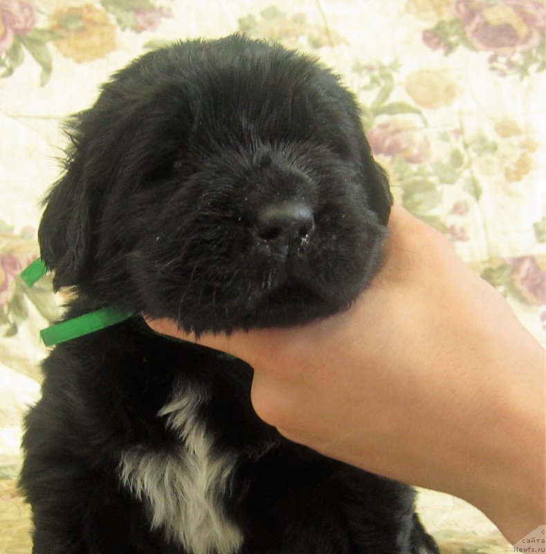 Фото: ньюфаундленд Хуга Беар Соломон