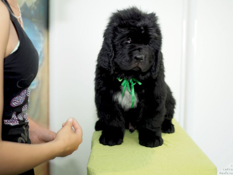 Фото: ньюфаундленд Хуга Беар Соломон