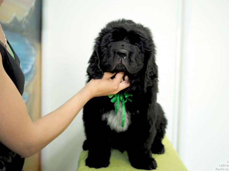 Фото: ньюфаундленд Хуга Беар Соломон