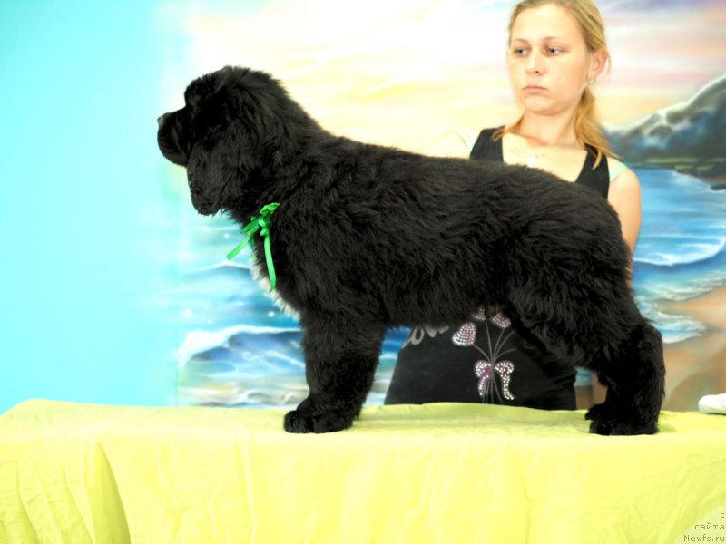 Фото: ньюфаундленд Хуга Беар Соломон