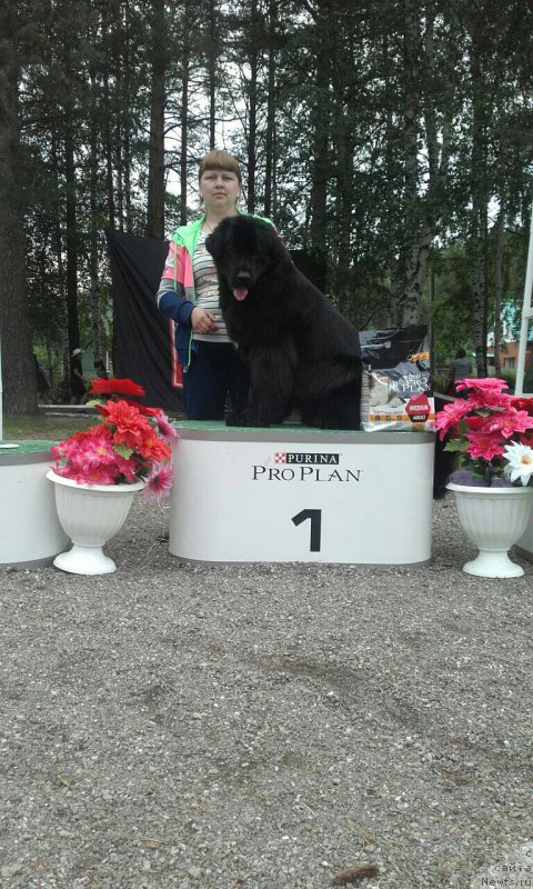 Фото: ньюфаундленд Арсэла Бьюти