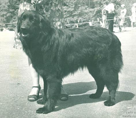 Фото: ньюфаундленд Россина Лодж