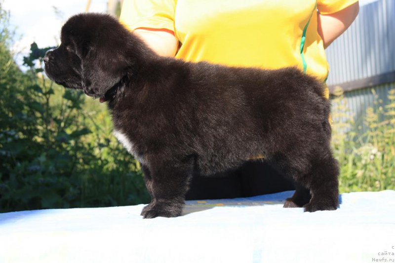 Фото: ньюфаундленд Я Хранительница Традиций