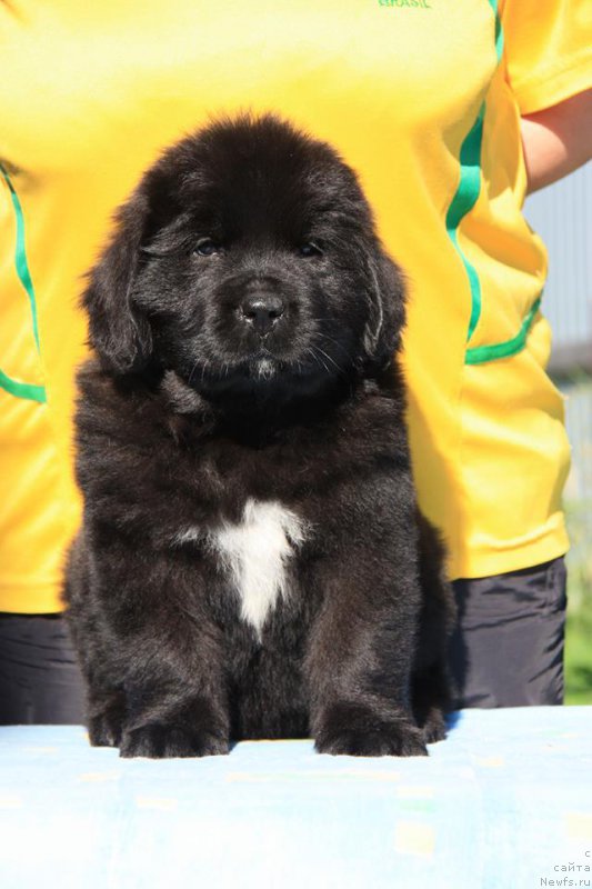 Фото: ньюфаундленд Я Хранительница Традиций