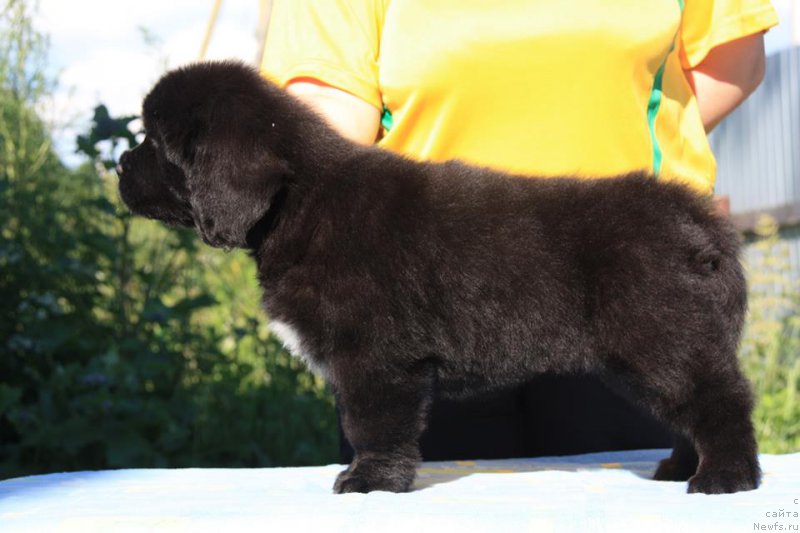 Фото: ньюфаундленд Я Хранительница Традиций