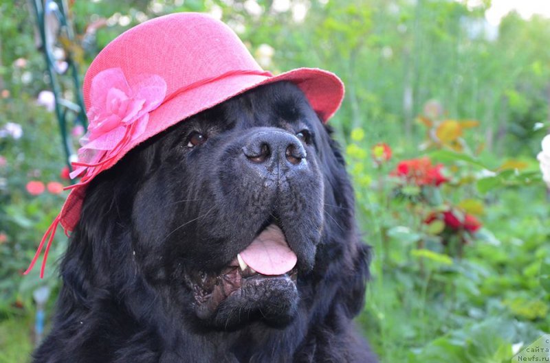 Фото: ньюфаундленд Блэк Квин Борн ту Вин (Black Queen Born to Win)
