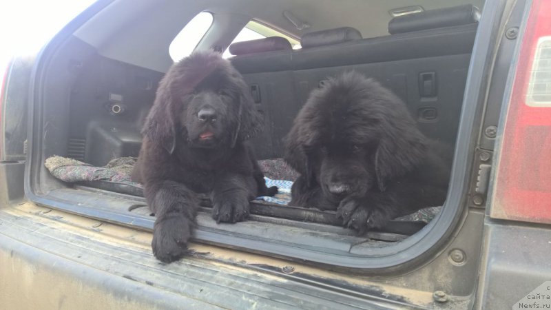 Фото: ньюфаундленд Жаклин Достойная Восхищения, ньюфаундленд Жоффрей Де Пейрак Граф Тулузский