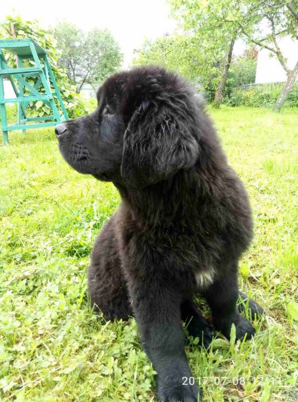 Фото: ньюфаундленд Жаклин Достойная Восхищения