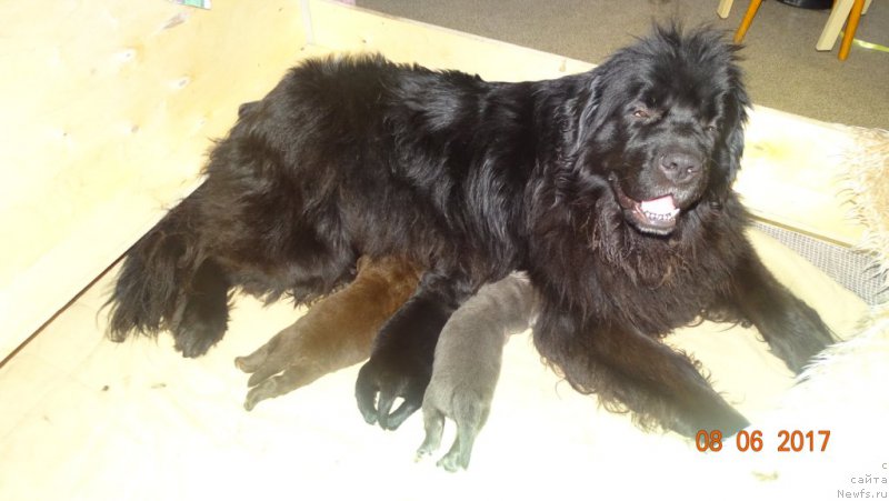 Фото: ньюфаундленд Сент Джонс Ларель Леоланда (Sent Djons Larel Leolanda)