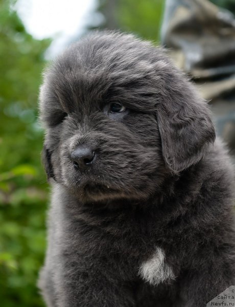 Фото: Сент Джонс Биг Стефан