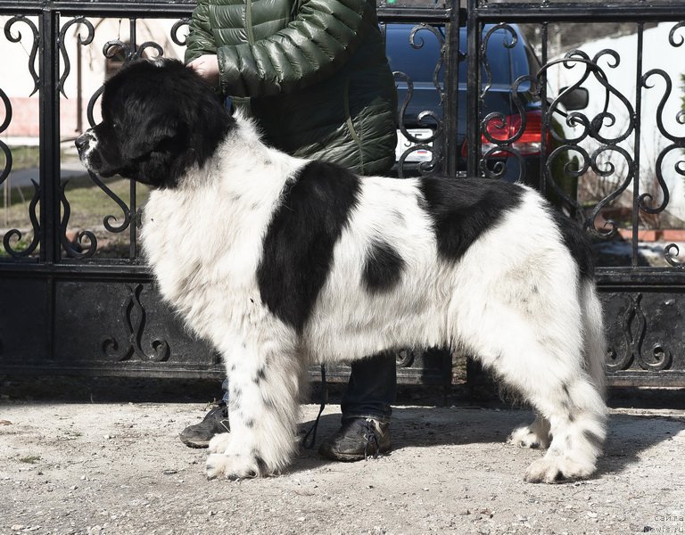 Фото: ньюфаундленд Сент Джонс Центурион (Sent Djons Centurion)