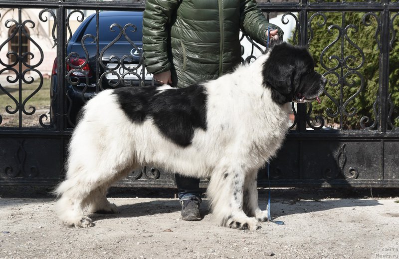 Фото: ньюфаундленд Сент Джонс Центурион (Sent Djons Centurion)