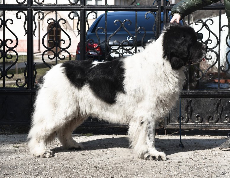 Фото: ньюфаундленд Сент Джонс Центурион (Sent Djons Centurion)