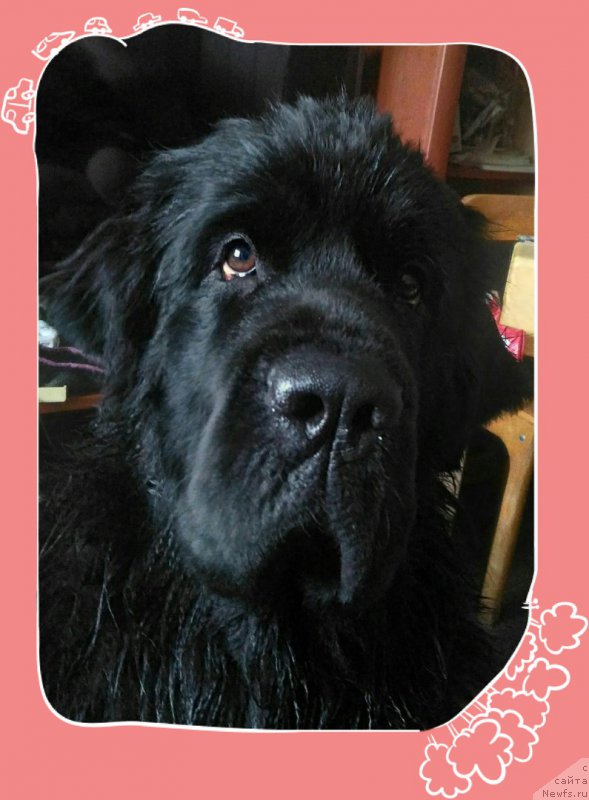 Фото: ньюфаундленд Эклипс Мун