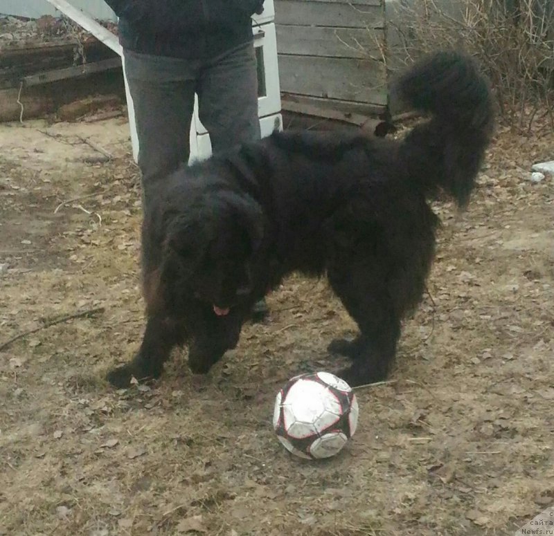 Фото: ньюфаундленд Эклипс Мун