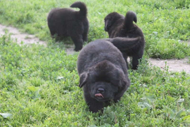 Фото: ньюфаундленд Гранд Бэби Ариадна, ньюфаундленд Супер Бизон Лилимэн (Super Bizon Liliman)