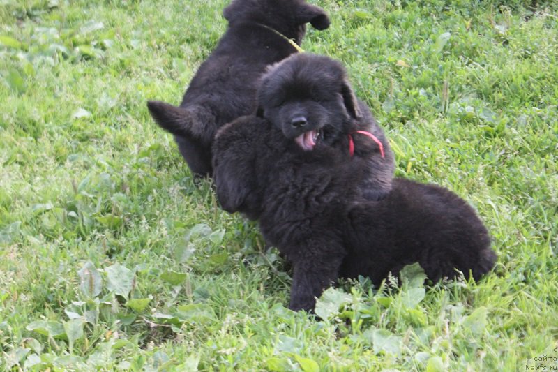 Фото: ньюфаундленд Гранд Бэби Ариадна, ньюфаундленд Супер Бизон Лилимэн (Super Bizon Liliman)