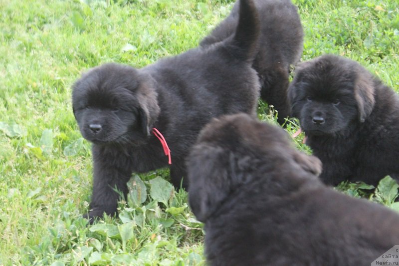 Фото: ньюфаундленд Гранд Бэби Ариадна, ньюфаундленд Супер Бизон Лилимэн (Super Bizon Liliman)