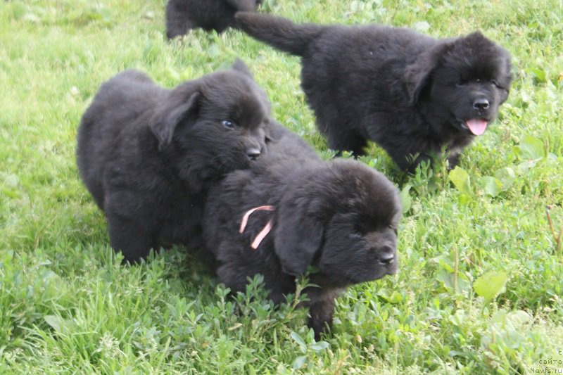 Фото: ньюфаундленд Гранд Бэби Ариадна, ньюфаундленд Супер Бизон Лилимэн (Super Bizon Liliman)
