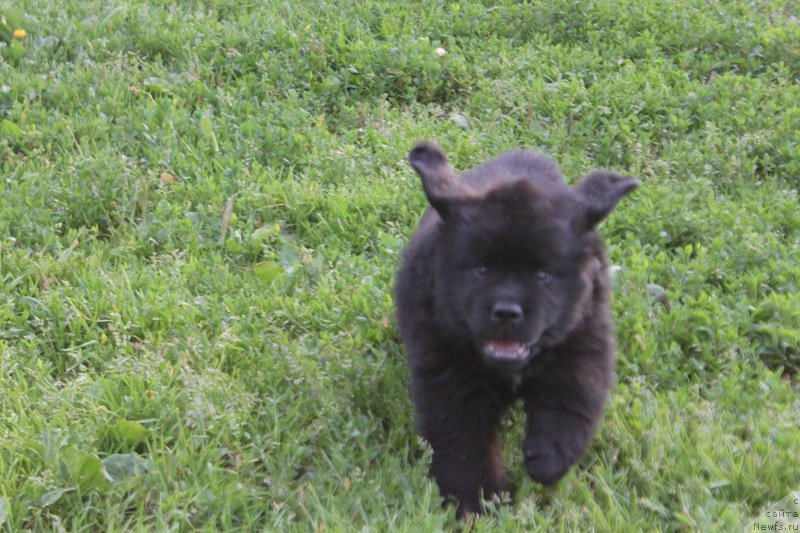 Фото: ньюфаундленд Гранд Бэби Ариадна, ньюфаундленд Супер Бизон Лилимэн (Super Bizon Liliman)