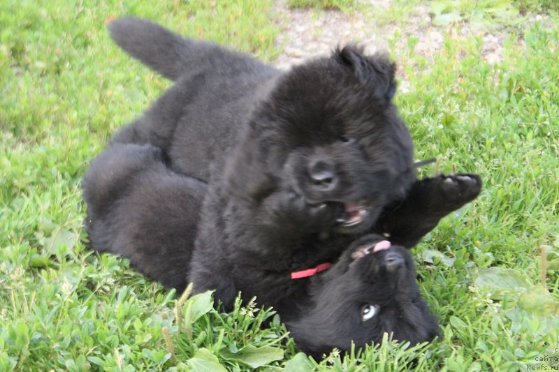 Фото: ньюфаундленд Гранд Бэби Ариадна, ньюфаундленд Супер Бизон Лилимэн (Super Bizon Liliman)