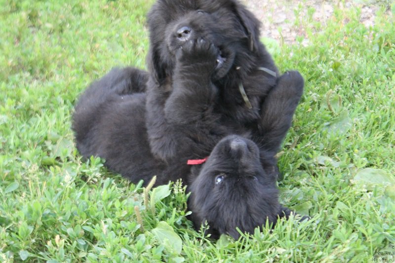 Фото: ньюфаундленд Гранд Бэби Ариадна, ньюфаундленд Супер Бизон Лилимэн (Super Bizon Liliman)