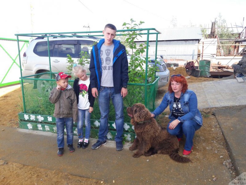 Фото: ньюфаундленд Браунблад МСК Лея Айман (Brownblood MSK Leya Aiman)