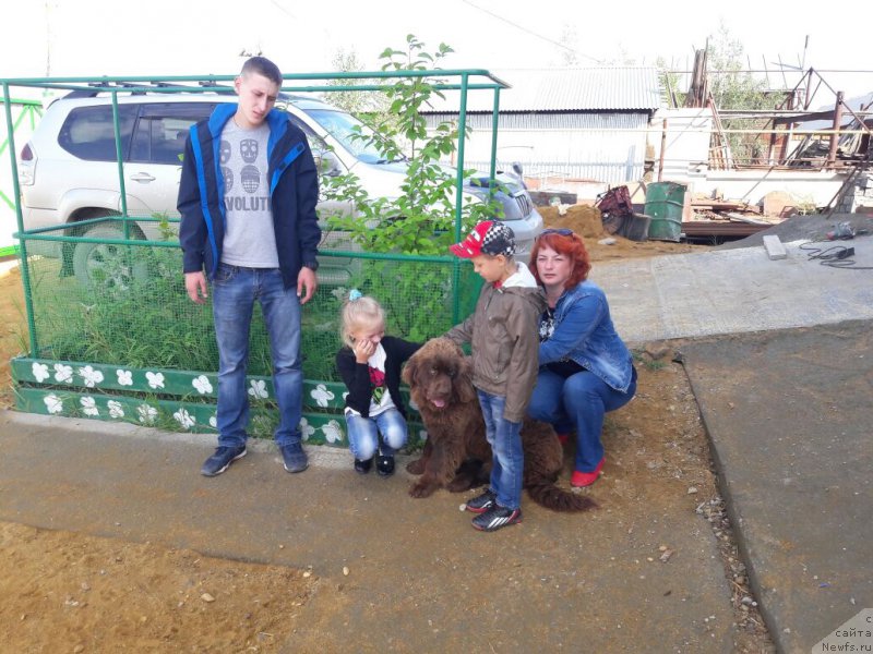 Фото: ньюфаундленд Браунблад МСК Лея Айман (Brownblood MSK Leya Aiman)