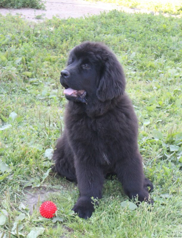 Фото: ньюфаундленд Терра Виктория Кензо Фловер