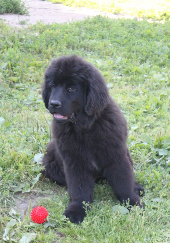 Фото: ньюфаундленд Терра Виктория Кензо Фловер