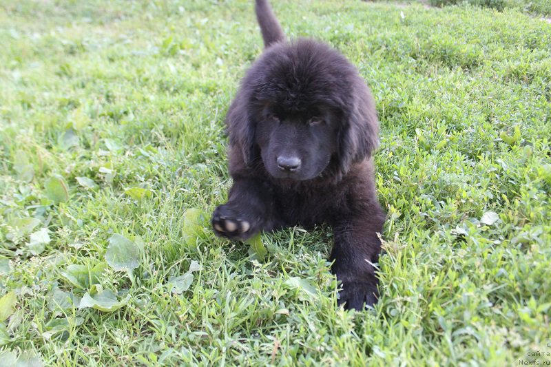 Фото: ньюфаундленд Терра Виктория Кензо Фловер