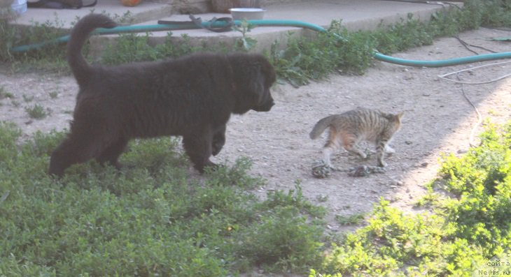 Фото: ньюфаундленд Терра Виктория Кензо Фловер