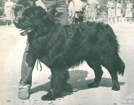 Фото: ньюфаундленд Рэм Лодж