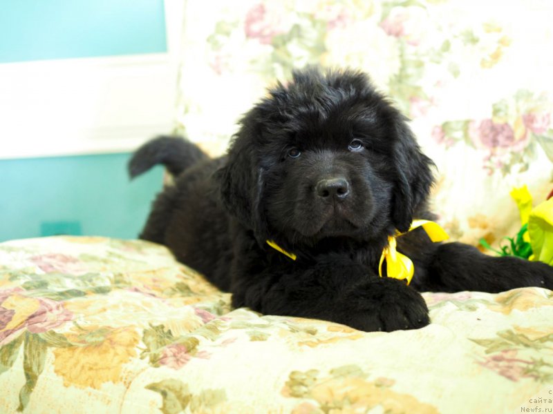 Фото: ньюфаундленд Хай Сиера Блоссом