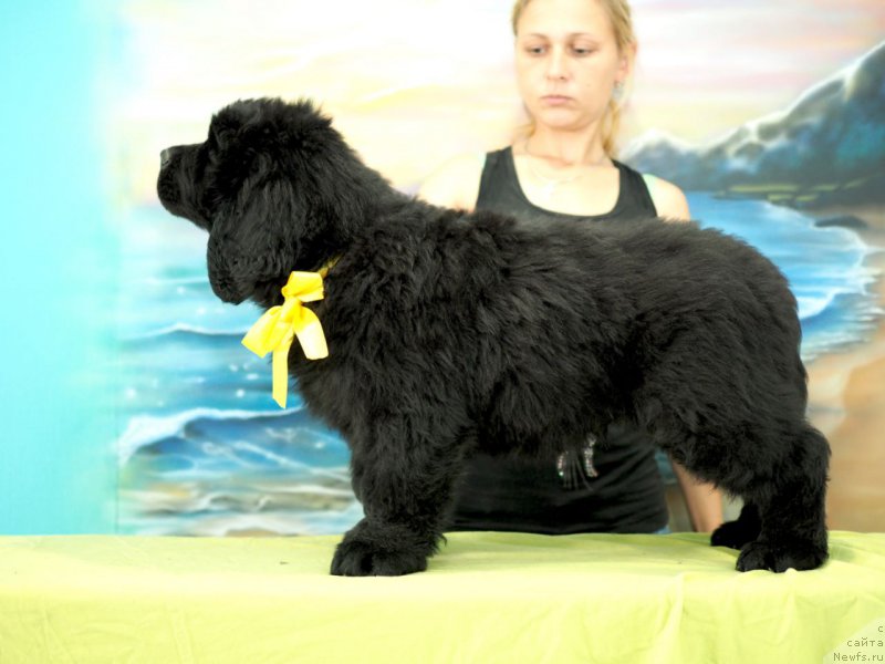 Фото: ньюфаундленд Хай Сиера Блоссом