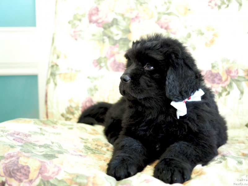 Фото: ньюфаундленд Холли Брук Аманда