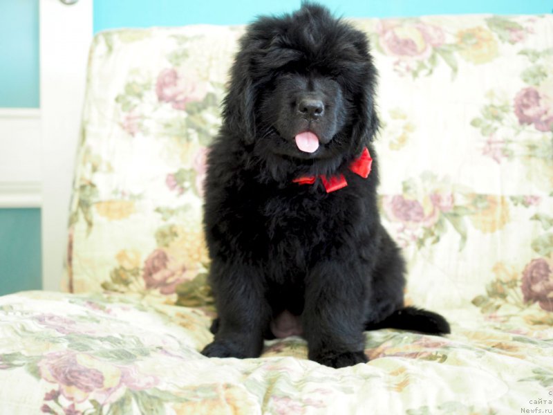 Фото: ньюфаундленд Харикейн Клеопатра