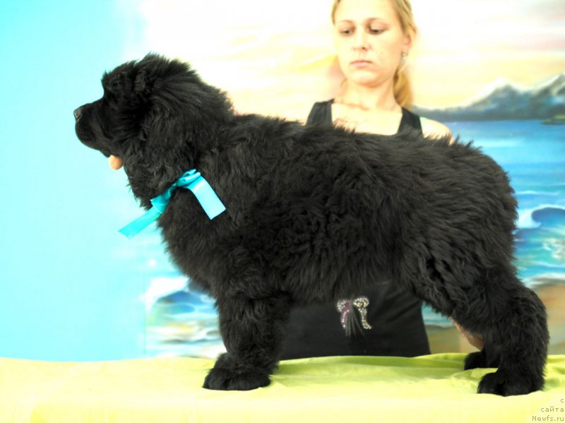 Фото: ньюфаундленд Хевенс Пандора
