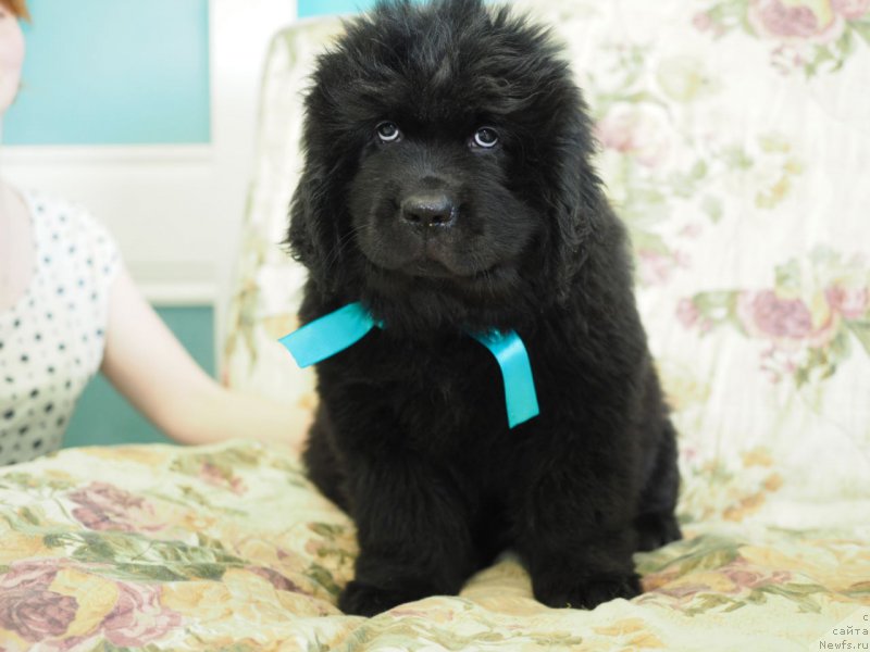 Фото: ньюфаундленд Хевенс Пандора