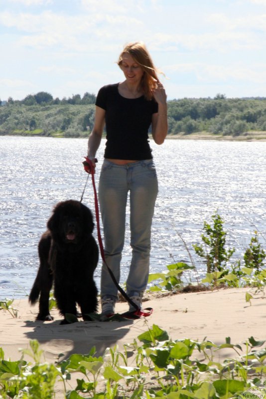 Фото: ньюфаундленд Браунблад MCК Лэджендари Норс (Brownblood MSK Lagendary North)