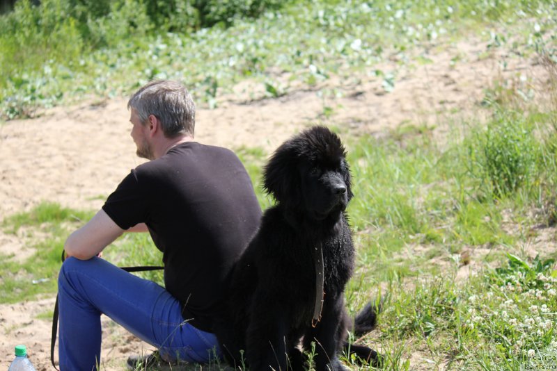 Фото: ньюфаундленд Браунблад MCК Лэджендари Норс (Brownblood MSK Lagendary North)