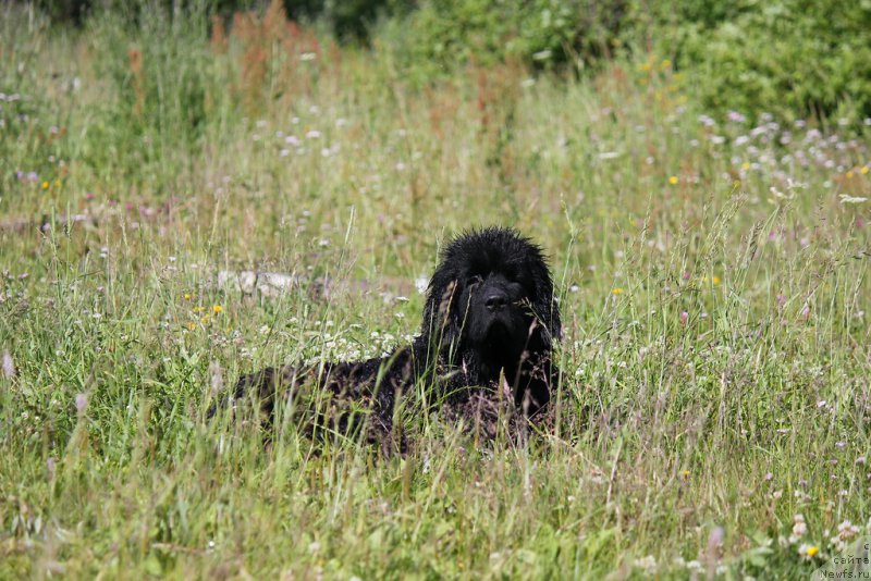 Фото: ньюфаундленд Браунблад MCК Лэджендари Норс (Brownblood MSK Lagendary North)