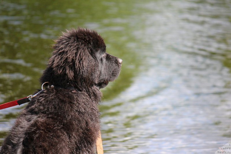 Фото: ньюфаундленд Браунблад MCК Лэджендари Норс (Brownblood MSK Lagendary North)