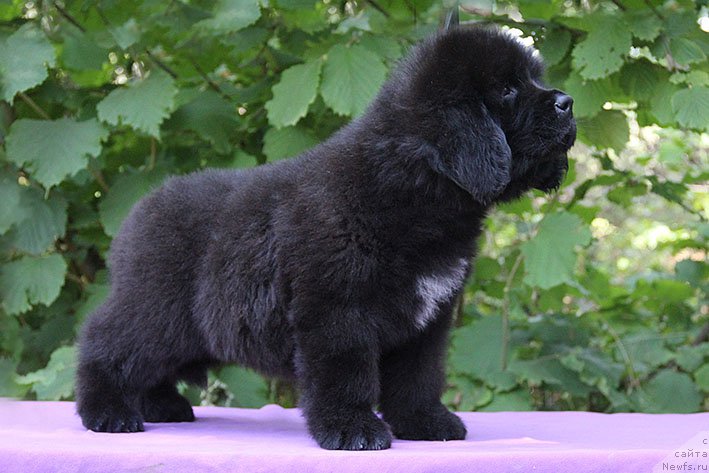 Фотография № 227838