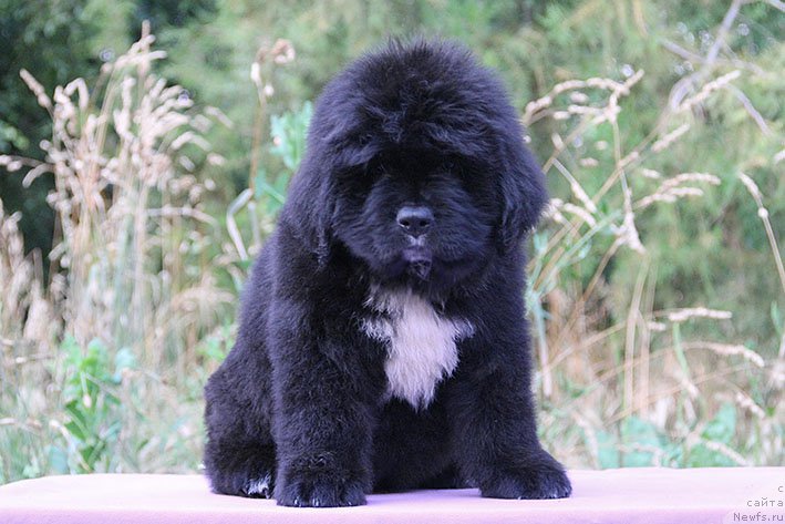 Фото: ньюфаундленд Ментор с Берега Дона (Mentor s Berega Dona)